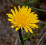 Hairy cat's ear